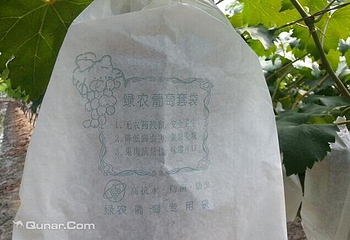 正社葡萄种植基地第 3 张图片