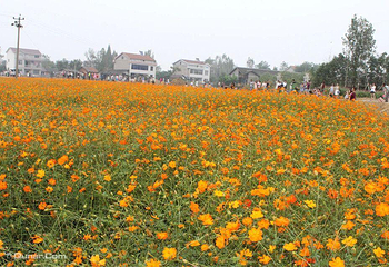 新枫林花海无忧牧场第 11 张图片