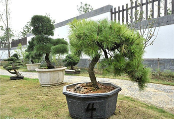 大阳山国家森林公园植物园景区第 31 张图片