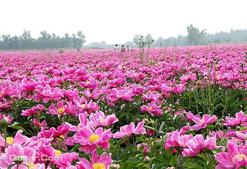上阮花视界第 1 张图片