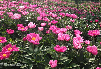 上阮花视界第 5 张图片