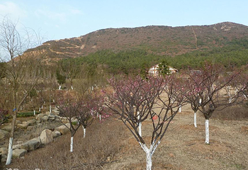 大阳山国家森林公园植物园景区第 24 张图片
