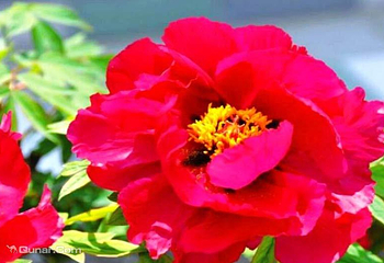 洛阳国花园第 9 张图片