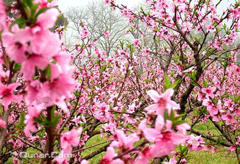 赣县桃花岛第 4 张图片