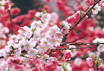 神骥樱花节第 2 张图片