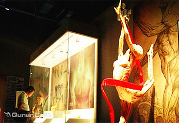 人体世界科普展览第 3 张图片