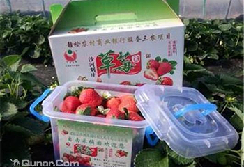 刘庄草莓园第 3 张图片