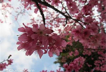 神骥樱花节第 1 张图片
