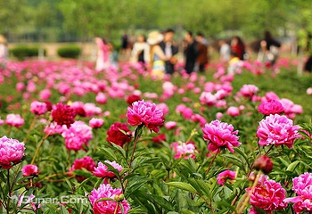 扬州芍药园第 3 张图片