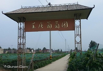 正社葡萄种植基地第 4 张图片
