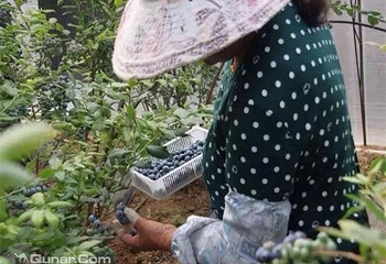 青岛丰乐草莓蓝莓观光园第 3 张图片