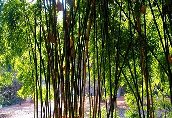 四门塔-涌泉竹林第 4 张图片
