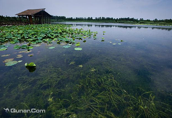 溱湖国家湿地公园第 15 张图片