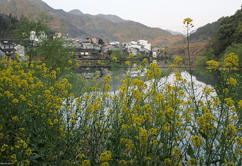 江湾景区第 28 张图片