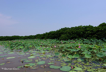 大湾区中央湿地公园第 27 张图片