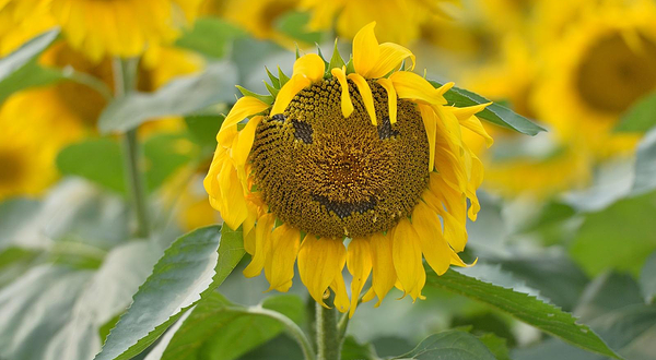 向日葵主题公园