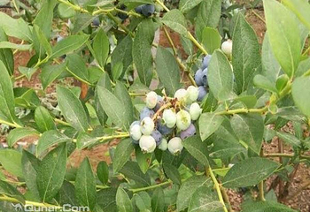 青岛丰乐草莓蓝莓观光园第 2 张图片