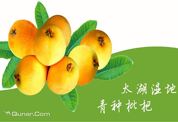 西山人家农家乐枇杷采摘第 2 张图片