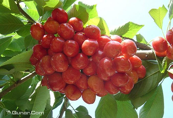 锦泰园农家乐第 3 张图片