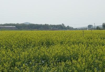 大连裴村花海油菜花田风景区第 5 张图片