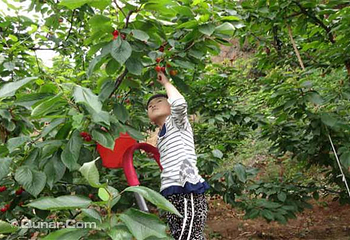 樱属于你樱桃园第 4 张图片