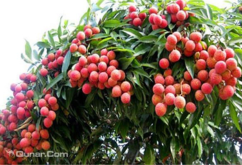 孙记荔枝果园第 2 张图片
