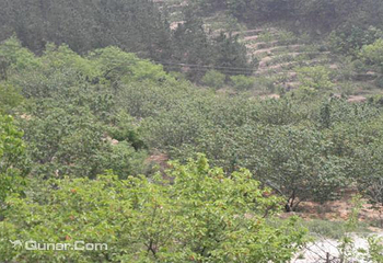 崂山北宅东乌衣巷山涧樱桃园第 5 张图片