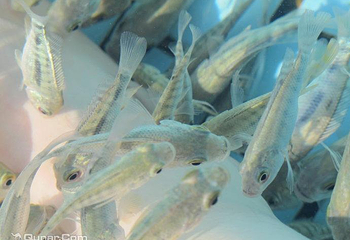 鱼乐足浴馆第 4 张图片