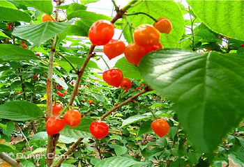 秀芹樱桃采摘园第 1 张图片