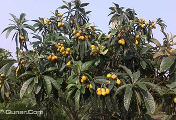 百果岛生态园第 4 张图片