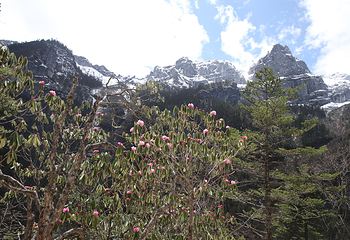 香格里拉巴拉格宗风景名胜区第 59 张图片