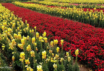 佛香花海第 1 张图片