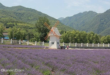 西安曲江薰衣草庄园第 5 张图片
