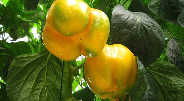 中国科技农业展示园