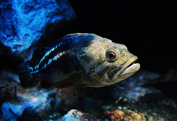 小樽水族馆第 2 张图片