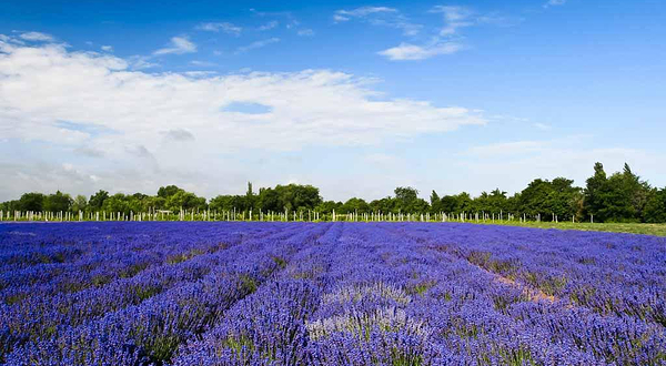 西安曲江薰衣草庄园