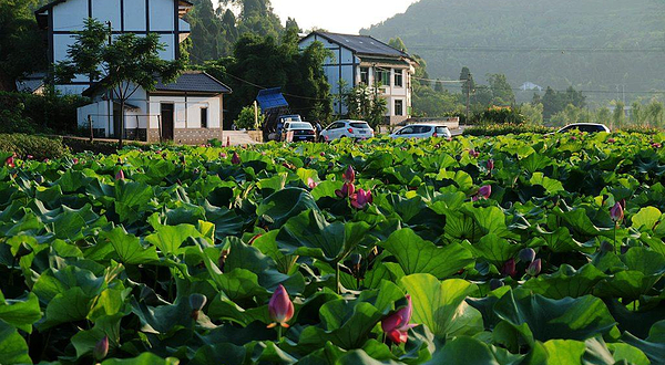 爱莲湖生态湿地公园