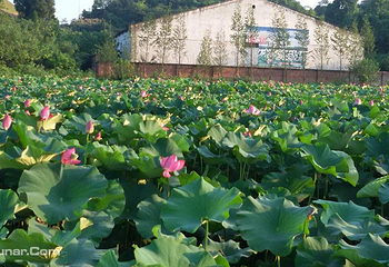 重庆铜梁荷花园第 1 张图片