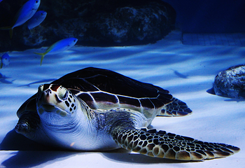 小樽水族馆第 3 张图片