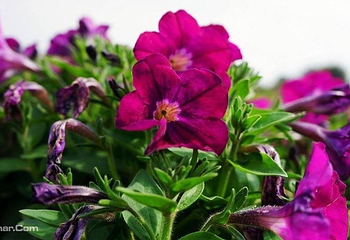 佛香花海第 3 张图片
