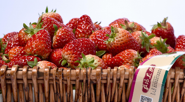 重庆新陆有机农场