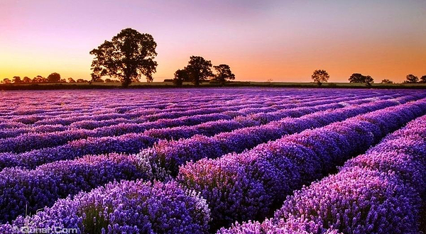 薰衣草紫色庄园