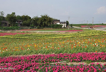 佛香花海第 4 张图片
