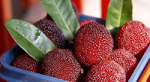 西山原生态采摘园