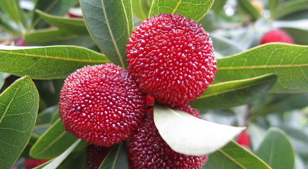 横河梅湖水库杨梅采摘