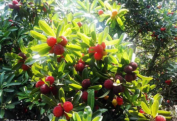美佳源生态果园第 3 张图片