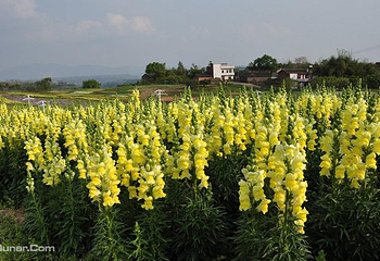 佛香花海第 5 张图片