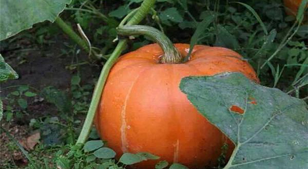 昌黎人家家庭农场