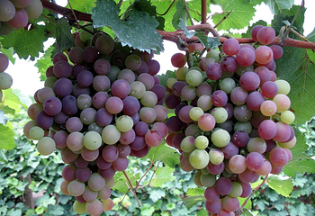 渭北葡萄产业园第 4 张图片