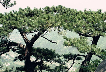 铜锣寨风景区第 13 张图片